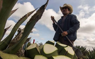 SECTUR INVITA A CONOCER LA RUTA DEL MEZCAL, EN EL ALTIPLANO POTOSINO