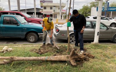 Reactiva Ayuntamiento proyecto de reforestación masiva en el bulevar