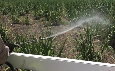 SEDARH APLICA MEDIDAS DE CONTROL DE PLAGAS DE CHAPULÍN Y LANGOSTA EN LA HUASTECA POTOSINA.