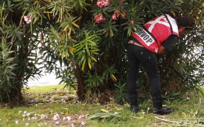 SEDUVOP REALIZA LIMPIEZA Y MANTENIMIENTO EN EL BOULEVARD RÍO SANTIAGO.