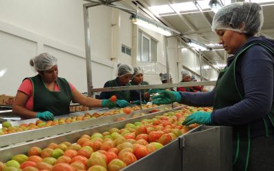 PRODUCTOS AGRÍCOLAS LÍDERES EN SLP REPRESENTAN EL 67% DEL VALOR DE LA PRODUCCIÓN.