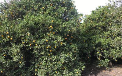 ESTATUS EN SANIDAD VEGETAL AUMENTA VALOR DE NARANJA EN LA ZONA MEDIA DE SLP