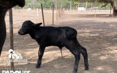 NACE CRÍA DE BÚFALO DE AGUA EN EL PARQUE TANGAMANGA II