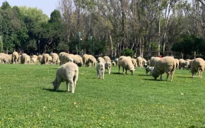 REHABILITACIÓN DEL PARQUE TANGAMANGA NO AFECTA NI FLORA NI FAUNA: SEDARH