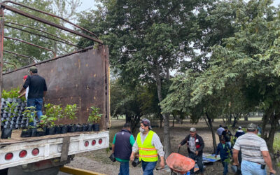 LLEGARON 5 MIL ÁRBOLES AL PARQUE TANTOCOB