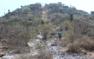 BUSCA SEGAM DECLARAR ÁREA NATURAL PROTEGIDA A PARQUE URBANO PICACHO EN VILLA HIDALGO