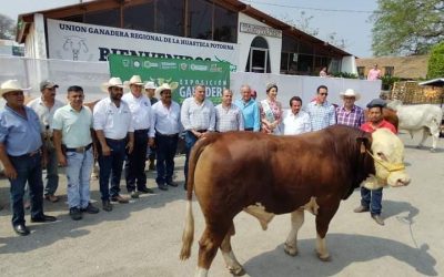 GOBIERNO DEL CAMBIO FORTALECE MEJORA GENÉTICA GANADERA EN LA HUASTECA CON 50 SEMENTALES 