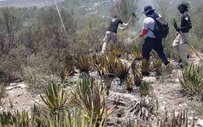 PROTECCIÓN CIVIL ESTATAL MANTIENE APOYO POR INCENDIO FORESTAL EN MATEHUALA