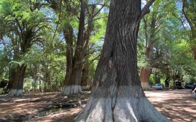 CON APOYO DEL ESTADO, VENADO SERÁ LA NUEVA JOYA DEL ALTIPLANO