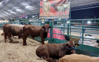 EXPO GANADERA EN LA FENAPO, BRINDA APOYO A LAS Y LOS PRODUCTORES