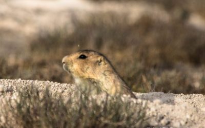 PERRITO DE LA PRADERA REGRESA AL ALTIPLANO