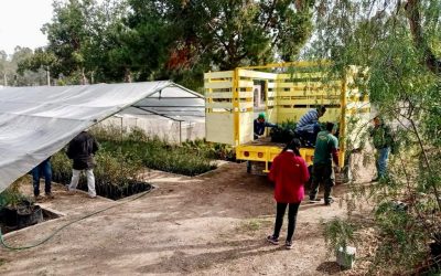 ENTREGA GOBIERNO 200 MIL ARBOLITOS PARA LA SIERRA DE SAN MIGUELITO