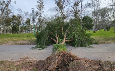 TRAS FUERTE VIENTO, GOBIERNO TRABAJA EN LIMPIEZA DE PARQUES TANGAMANGA