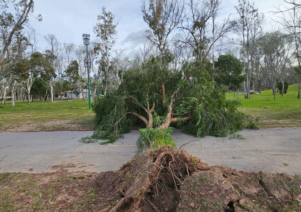 TRAS FUERTE VIENTO, GOBIERNO TRABAJA EN LIMPIEZA DE PARQUES TANGAMANGA