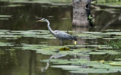 SAN LUIS POTOSÍ SERÁ SEDE DEL DÍA MUNDIAL DE LOS HUMEDALES